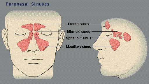 Paranasal Sinuses